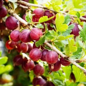 Hinnonmaki Red Gooseberry Plant - Bare Root Fruit Plant
