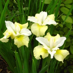 Moonsilk Siberian Iris Bulbs - 3 Bulbs Per Pack - Garden Flower