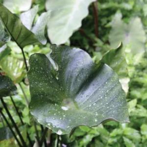 Tea Cup Elephant Ear Bulb - 1 Bulb Pack - Unique Garden Plant