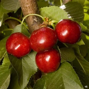 Cherry Utah Giant Tree - Grafted Fruit Tree - 3-4 ft Tall - 3 Gal Pot