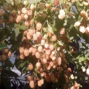 Snowbank White Blackberry Plant - 1 Quart Potted - Fruit Plant