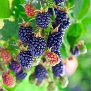 Triple Crown BlackBerry Bush Live Plant 1 Gallon Small Pot, Thornless BlackBerry Plants Live Fruit Tree for Planting Indoor Outdoor Garden Perennial