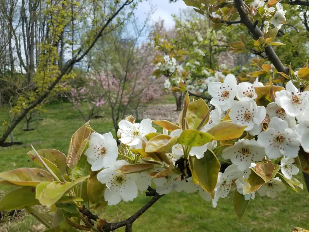 delicate white flowers on an Asian pear tree with soft pinkish hues
