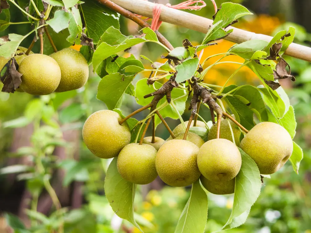 asian pear fruits