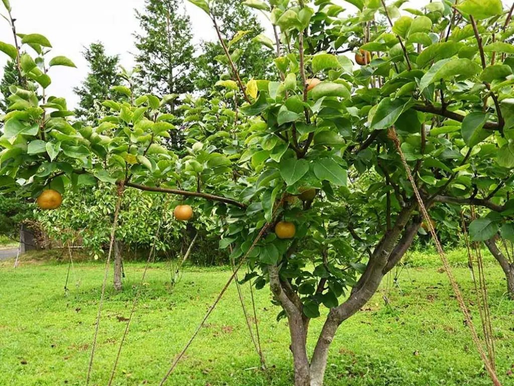 asian pear trees