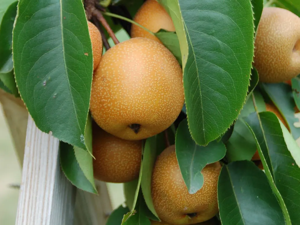 A cluster of ripe, golden Asian pears on a tree, ready for harvest.