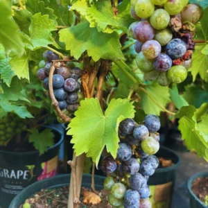 Red Grape Vine - 3 Gallon Potted Vine - 2 to 3 Feet - Sweet Grape - Easy to Grow - Not Ship CA