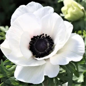 Black Eyed Beauty Anemone Plant Bulbs (25 Bulbs Per Pack) - White Flowering Blooms in Spring Gardens