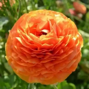 Tecolote Ranunculus Sunset Bulbs for Planting - 25 Bulbs Per Pack
