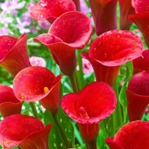 Red Alert Calla Lily Flower Bulbs - 3 Bulbs per Pack Vibrant Blooms