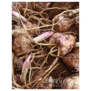 Stargazer Lily Jumbo Pack - 10 Flower Bulbs - Easy to Grow