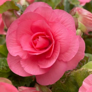 Pink Double Begonia Flower Bulbs - 3 Bulbs Per Pack
