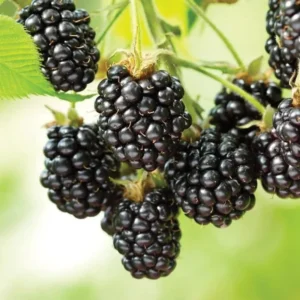 Ouachita Thornless Blackberry Plant Live 1 Gallon Pot Bush