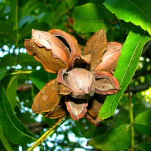 Creek Pecan Tree Live Bare Root - Edible Nut Tree - 3-4 ft Tall for Planting