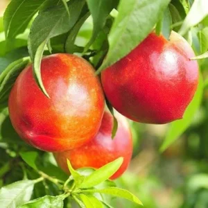 Snow Queen Nectarine Tree - Bare Root Fruit Tree 4-5 Feet