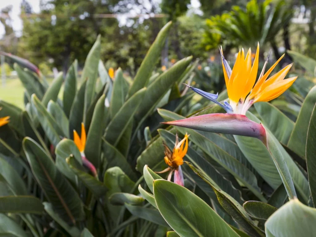 bird of paradise plants