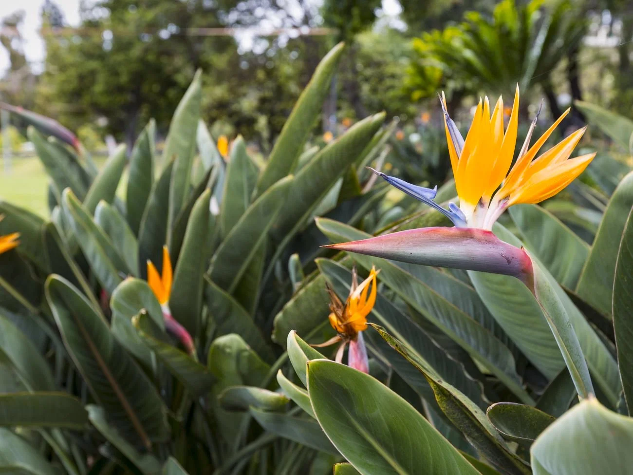 bird of paradise plants