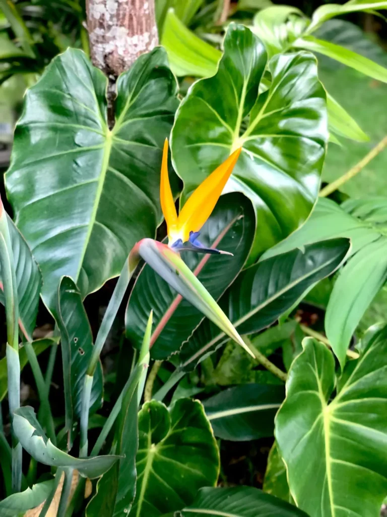 companion plants for bird of paradise