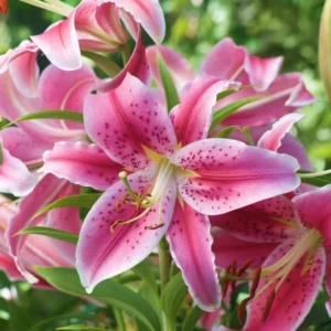 Stargazer Oriental Lily Flower Bulbs Value Pack (15 Pack of Bulbs) - Freshly Dug Flower Bulbs