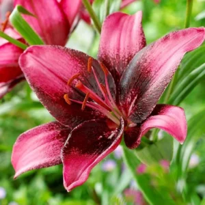 Purple Eye Asiatic Lily Flower Bulbs - 3 Lily Bulbs Per Pack - Purple Flowers