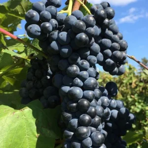 Marquette Grape Vine Plant Live Bare Root Cold Hardy Variety for Planting