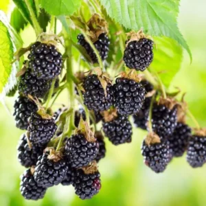 Ouachita Thornless Blackberry Plant Live 1 Gallon Pot Bush