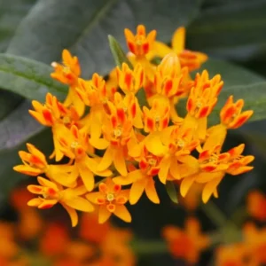 Gay Butterflies Butterfly Weed Flower Bulbs - 5 Bulbs Per Pack - Perennial Garden Flower Root