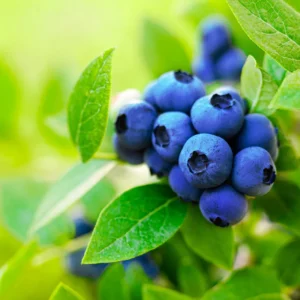 Blueberry Tree 3 Gallon Live Fruit Bush - Outdoor Sweet Blueberries - Not Ship CA