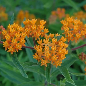 Gay Butterflies Butterfly Weed Flower Bulbs - 5 Bulbs Per Pack - Perennial Garden Flower Root