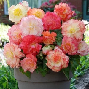 Samba Mixed Begonias Flower Bulbs - 3 Bulbs Per Pack - Colorful Begonia Samba