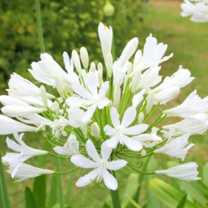 White Superior Agapanthus Bulb for Planting - 1 Bulbs Per Pack - Planting Flower Bulbs