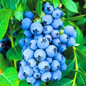 Live Blueberry Plant - 4 Inch Potted Highbush Variety for Outdoor Planting