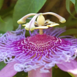 Passiflora Lady Margaret Vine - Live Red Burgundy Passion Flower - 4-6 Inches