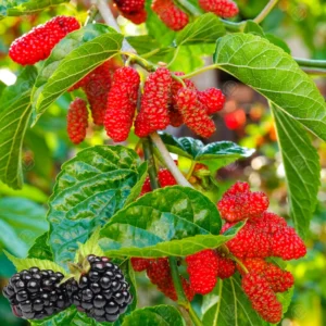 Mulberry Tree - Live Everbearing - 3 Gallon - 3 Feet Tall - Delicious Berries - Easy to Grow - Not Ship CA