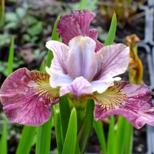 Painted Woman Siberian Iris Flower Bulbs - 3 Bulbs Per Pack