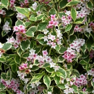 Variegated Weigela Plant Live for Planting - 4 Inch Pot Container with Live Healthy Plant, Varagated Leaves, Pink Blooms, perrenial, attracts pollinators, Hardy Shrub.