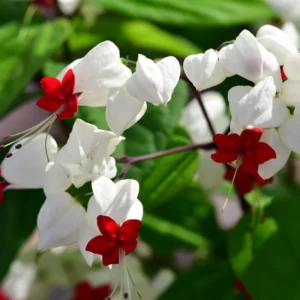 White Bleeding Heart - 1 Bulbs Per Pack - Clerodendrum Bleeding Heart Houseplant