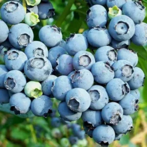 Misty Blueberry Bush Live Plant - 4 Inch Potted Sweet Blueberry Seedling
