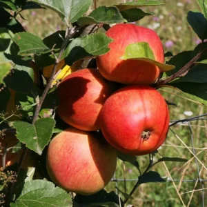 Macoun Apple Tree Live Plant - 4-5 Ft Tall Bare Root - Garden Planting