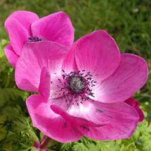 Sylphide Anemone Bulbs - Pack of 25 Flower Bulbs for Spring Blooms
