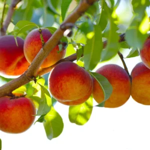 Red Gold Nectarine Tree - Live Bare Root Fruit Plant 4-5 ft Tall