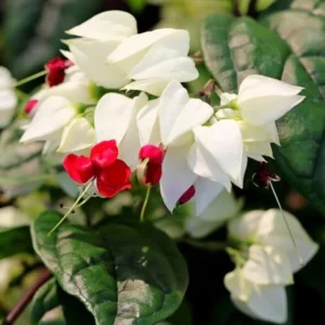 White Bleeding Heart Starter Plants - Clerodendrum 5 to 6 Inch Tall