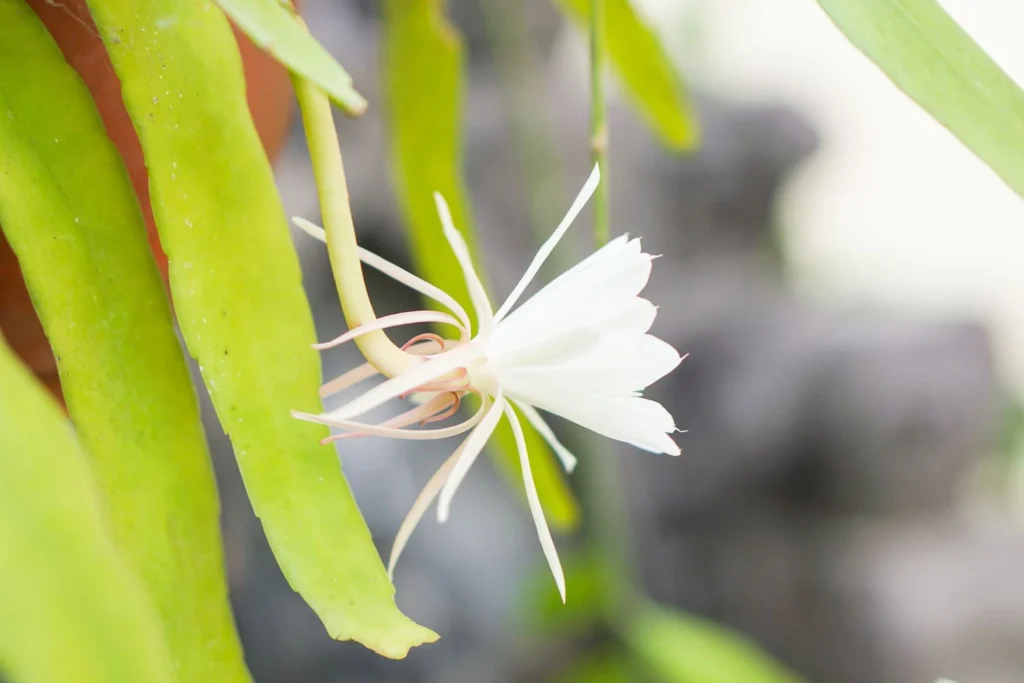 How to Grow Queen of the Night from Cuttings