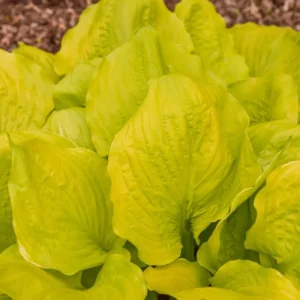 Sun Power Hosta Bulbs - 1 Bulb Pack - Easy to Grow Shade Plant
