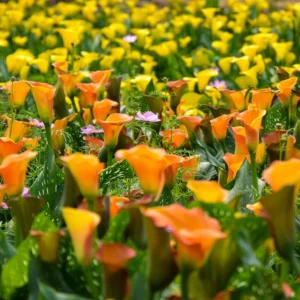 Passion Fruit Calla Lily Bulbs - Pack of 3 Flower Bulbs for Your Garden