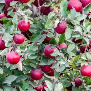 Starkspur Red Rome Beauty Apple Tree - Live Plant 2-3 Ft Tall - Garden Ready