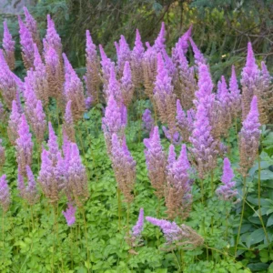Purple Candles Astilbe Bulbs - 1 Bulb Pack - Easy to Grow Flowering Plant