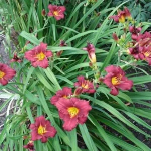 Pardon Me Daylily Bulbs - 1 Bulb Pack - Red Reblooming Daylily