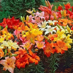 Mixed Asiatic Lilies Super Pack (8 Pack of Bulbs) - Freshly Dug Perennial Lily Flower Bulbs