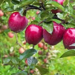 Crimson Crisp Apple Tree Bare Root - 2-3 ft Tall - Red Apples - Perennial